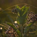 Backlit Common Milkweed by kareenking
