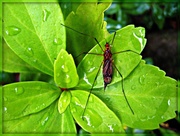 10th Jun 2014 - After the Rain