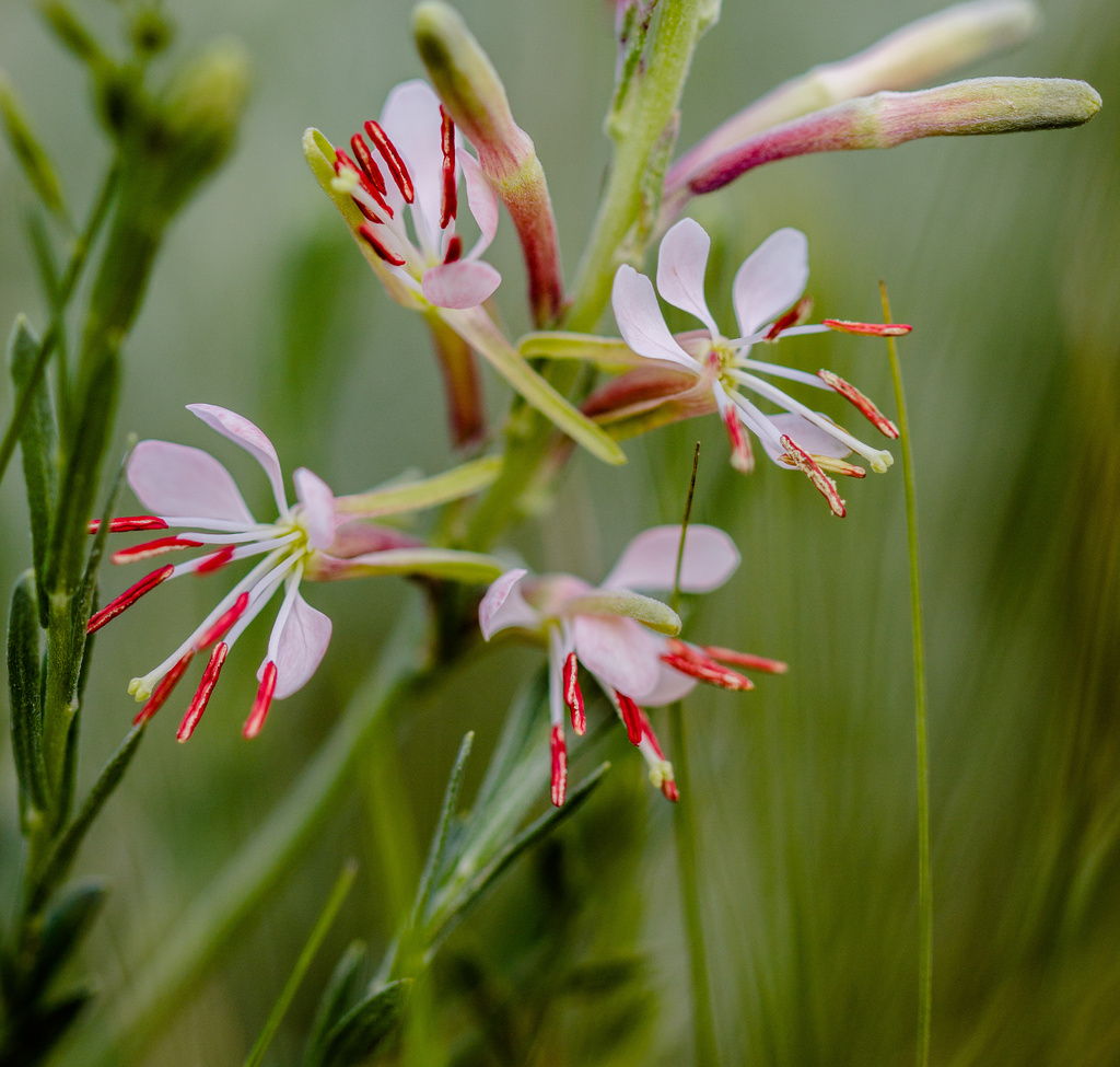 velvety gaura by aecasey