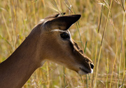 1st Jun 2014 - Female Impala