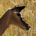 Female Impala by salza