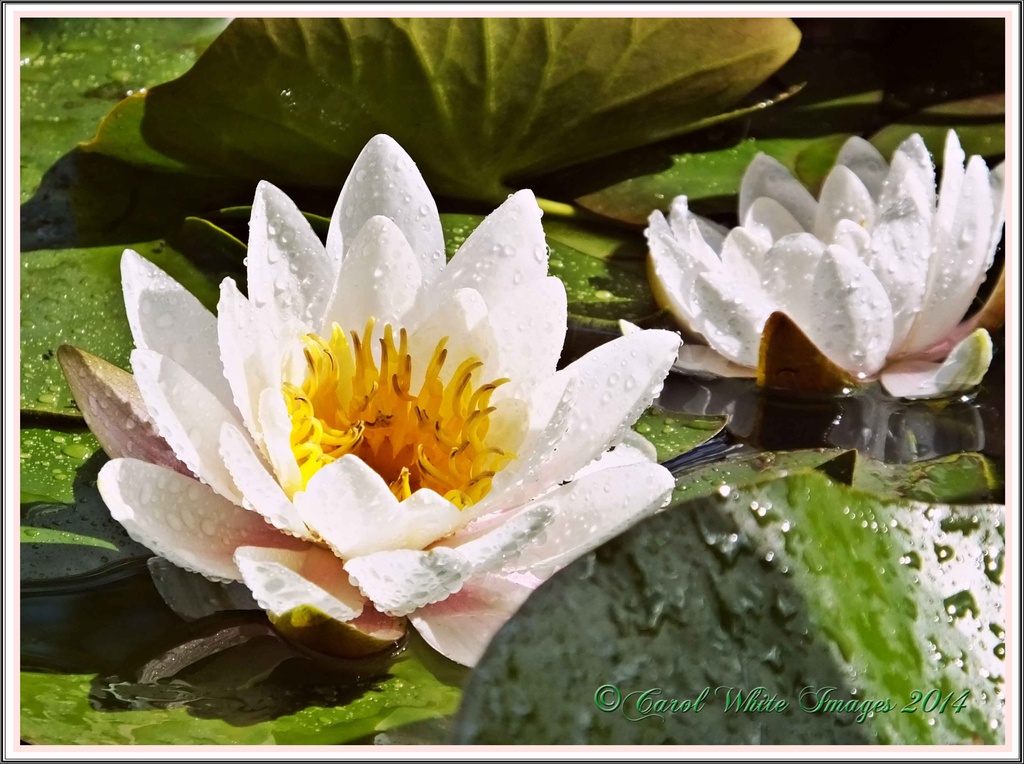 Water Lilies by carolmw