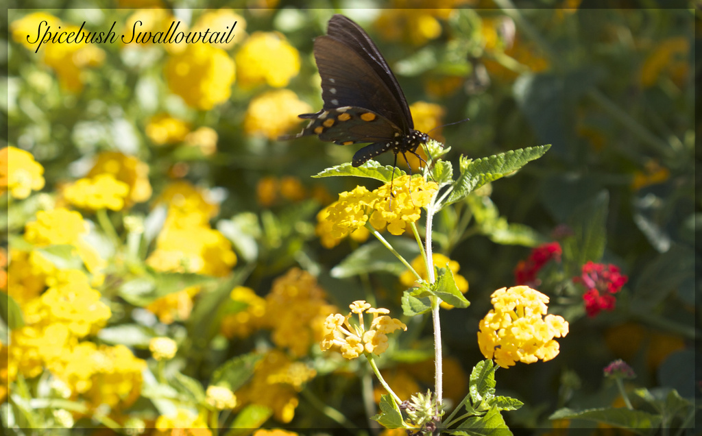 Spicebush Swallowtail by jamibann