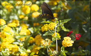 11th Jun 2014 - Spicebush Swallowtail