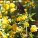 Spicebush Swallowtail by jamibann
