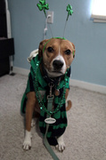 17th Mar 2014 - Happy St. Pitty's Day!