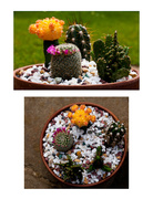 11th Jun 2014 - 11th June 2014 - Cactus garden