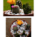 11th June 2014 - Cactus garden by pamknowler