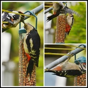 11th Jun 2014 - Introducing baby woodpecker