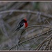 Another redbelly bird by gosia