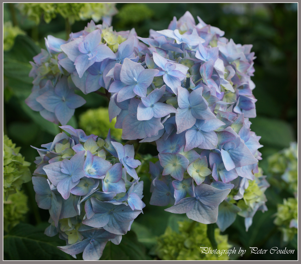 Blue Hydrangea by pcoulson