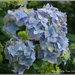 Blue Hydrangea by pcoulson