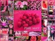 11th Jun 2014 - Pink May