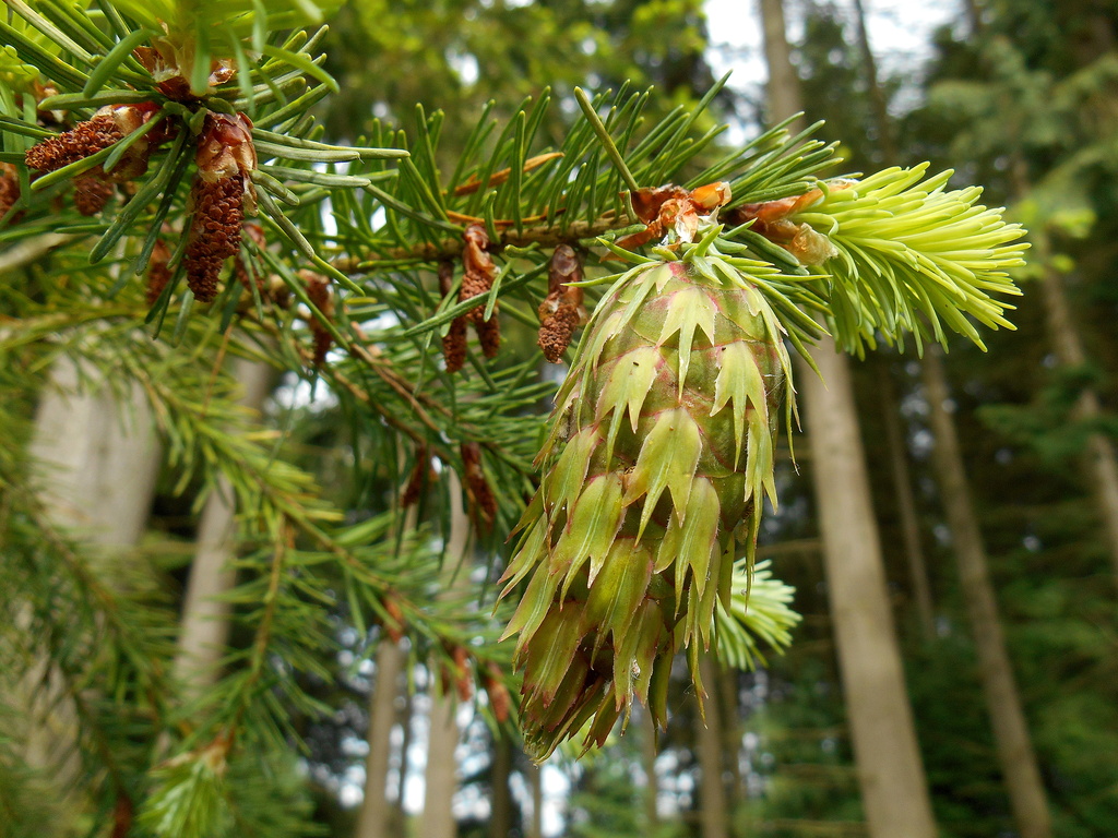 This years new fir-cones.... by snowy