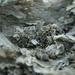 wasps nest by callymazoo
