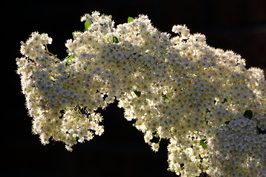Backlit Pyracantha  by phil_howcroft