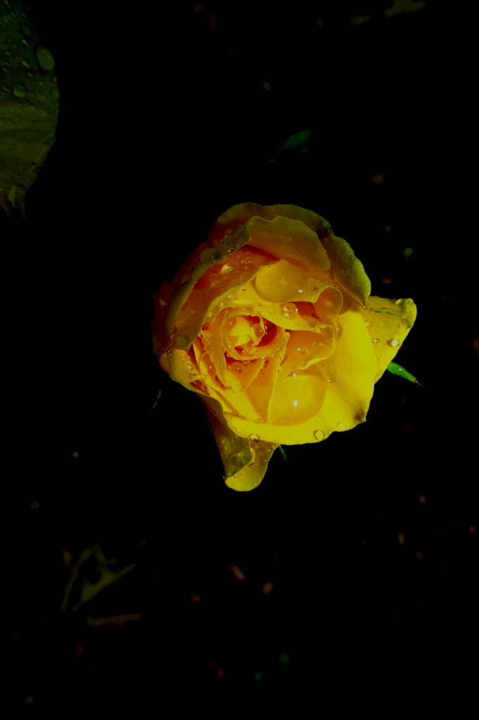Yellow Rose by randy23