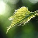 Photosynthesis  by juliedduncan