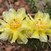 Cactus Flowers by harbie