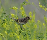 11th Jun 2014 - Grasshopper Sparrow with a grub