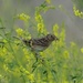 Grasshopper Sparrow with a grub by annepann