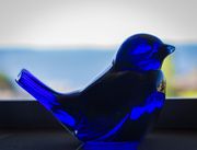 7th Jun 2014 - Best behaved blue bird