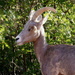 Pronghorn Antelope by lynne5477