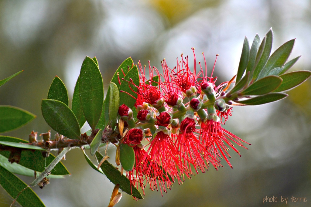 Australian native plant by teodw