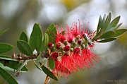 9th Jun 2014 - Australian native plant