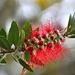 Australian native plant by teodw