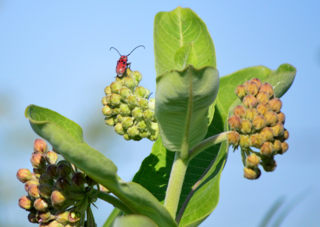 Bug's Eye View by kareenking