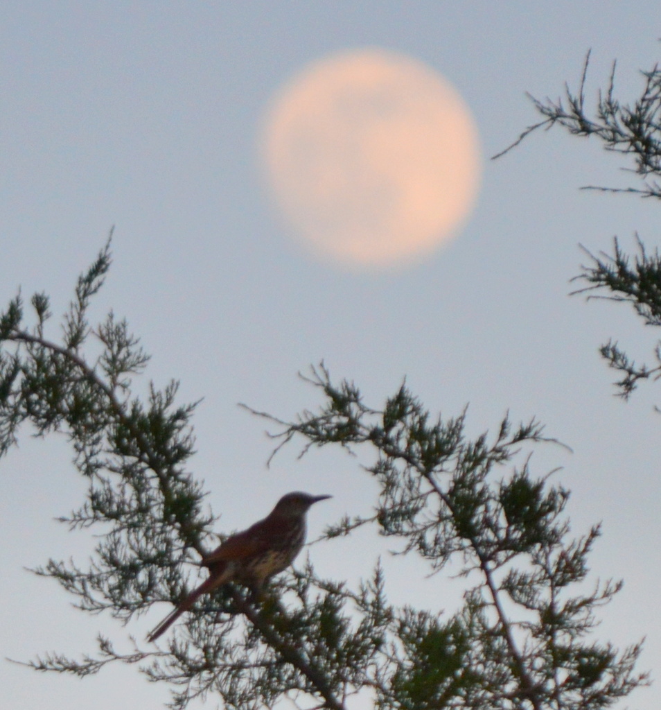 Brown Thrasher By Moon by kareenking