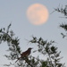 Brown Thrasher By Moon by kareenking