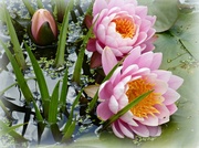 12th Jun 2014 - water lilies in the pink...........