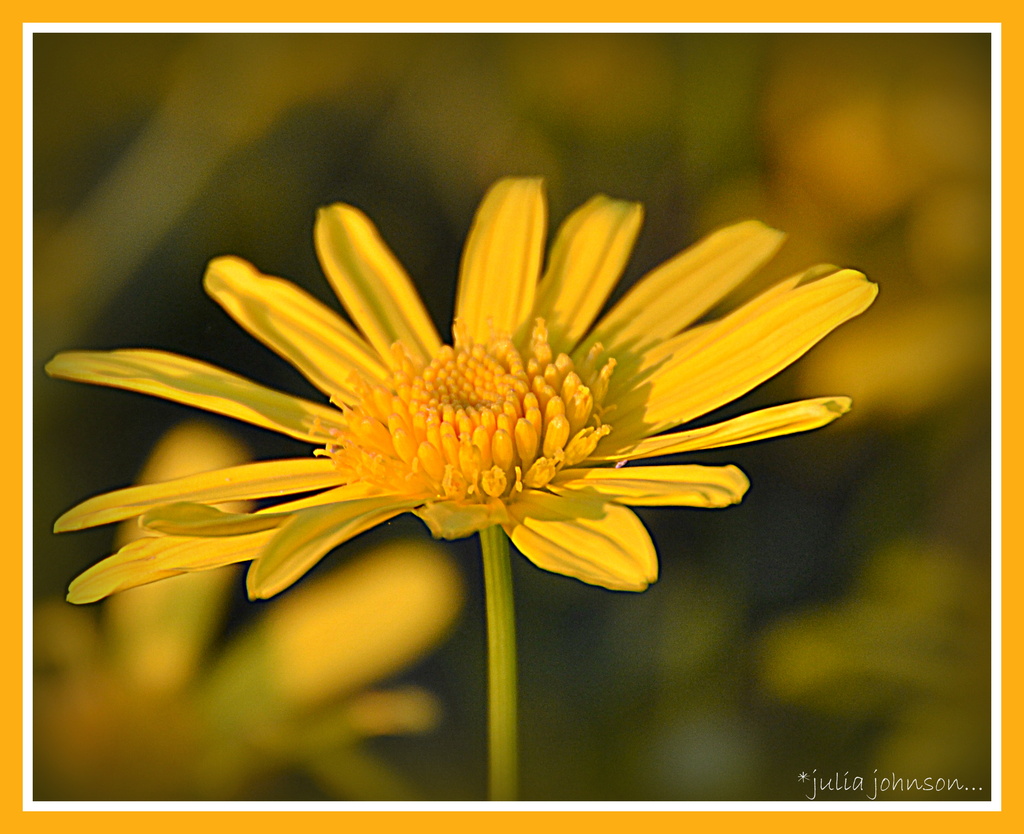 Yellow daisy by julzmaioro