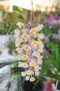 8th Jun 2014 - minature orchid