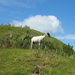 Sheep on a hill by jeff