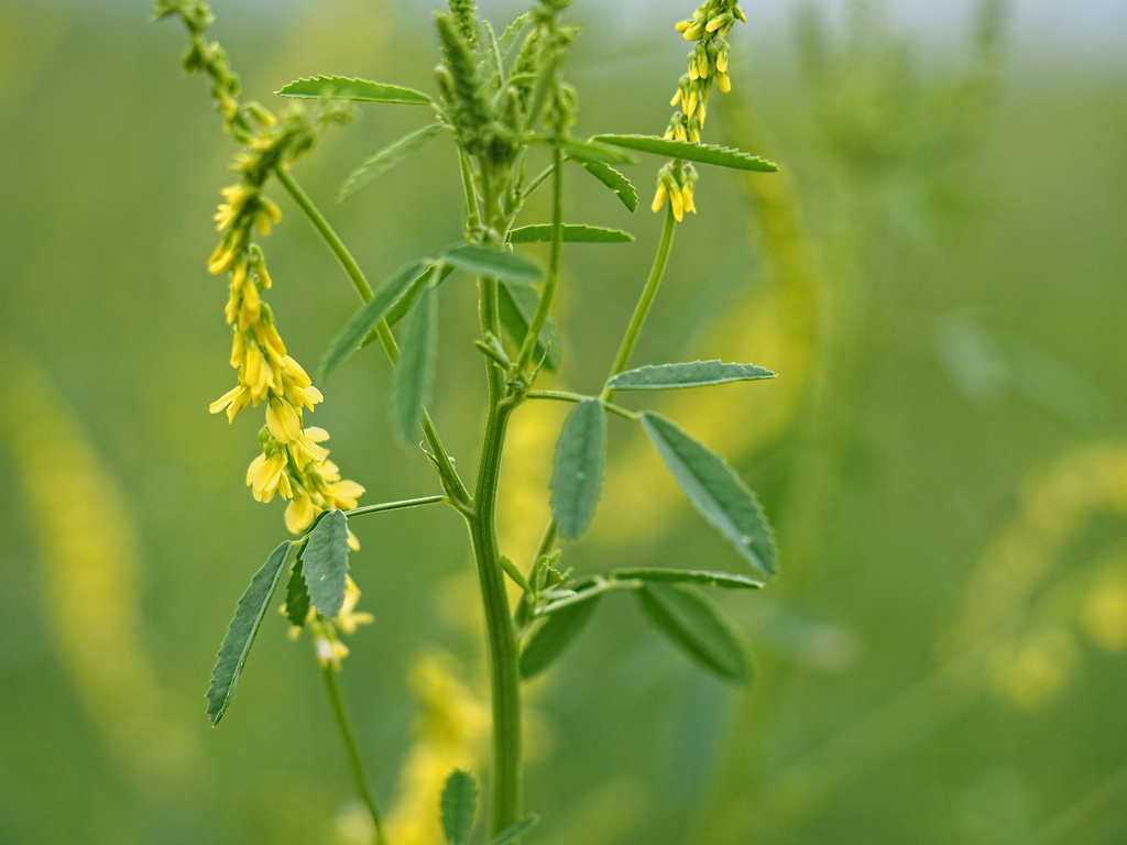 Yellow Sweet Clover by tosee