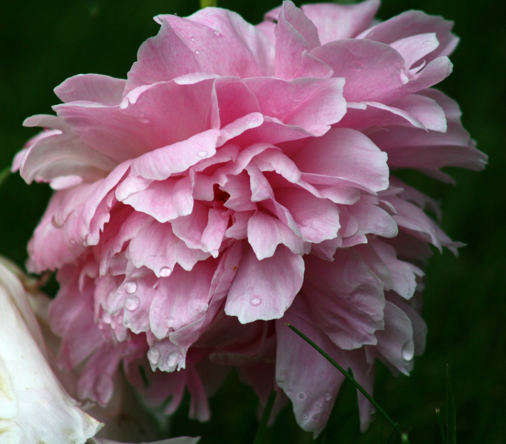 Peony petals by mittens