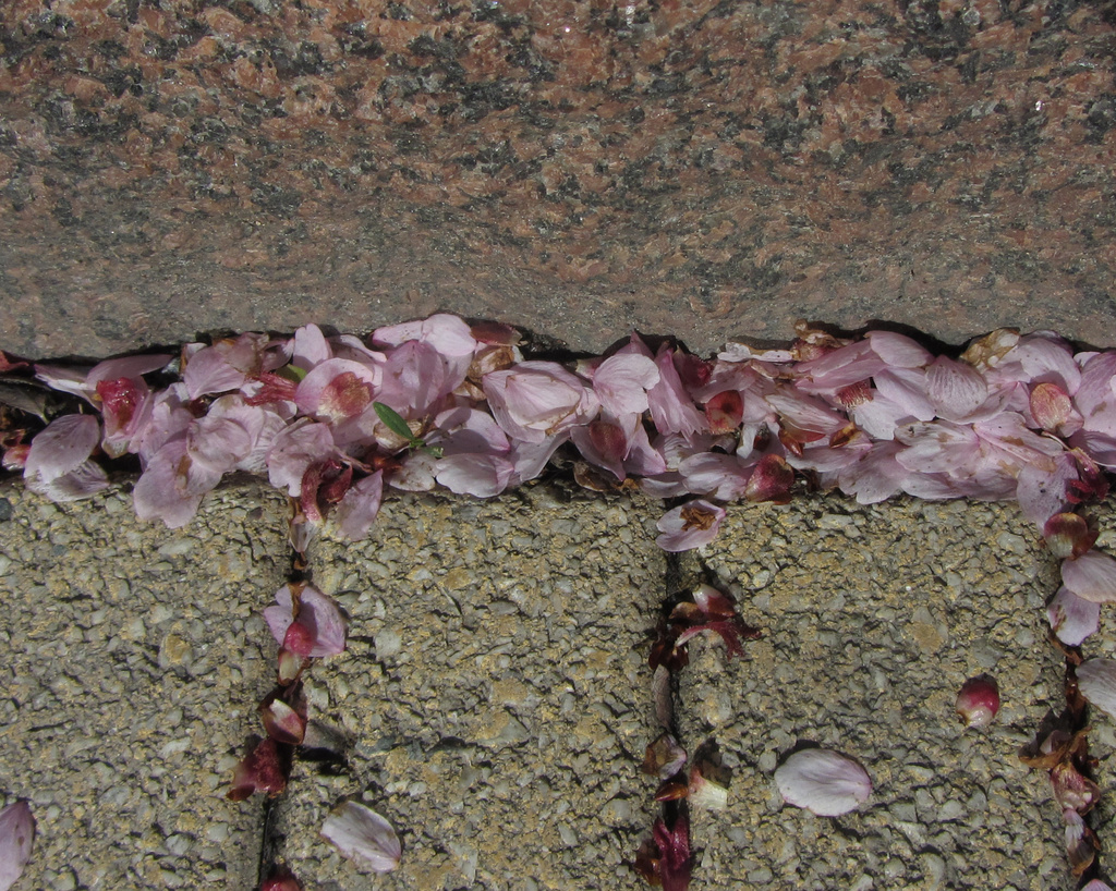 Pink petals IMG_9391 by annelis