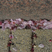 Pink petals IMG_9391 by annelis