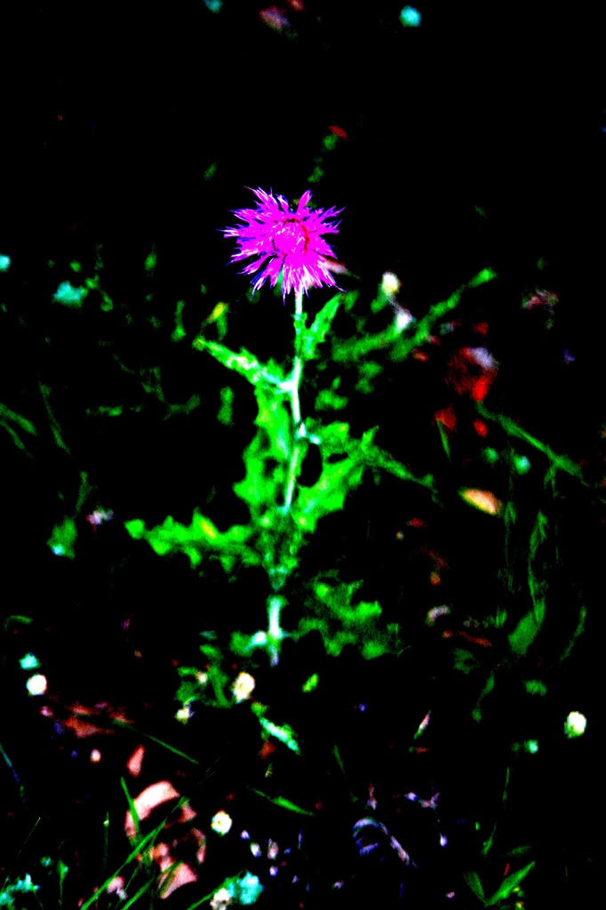 Fluorescent Florescence by bellasmom