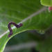 Inchworm by tara11
