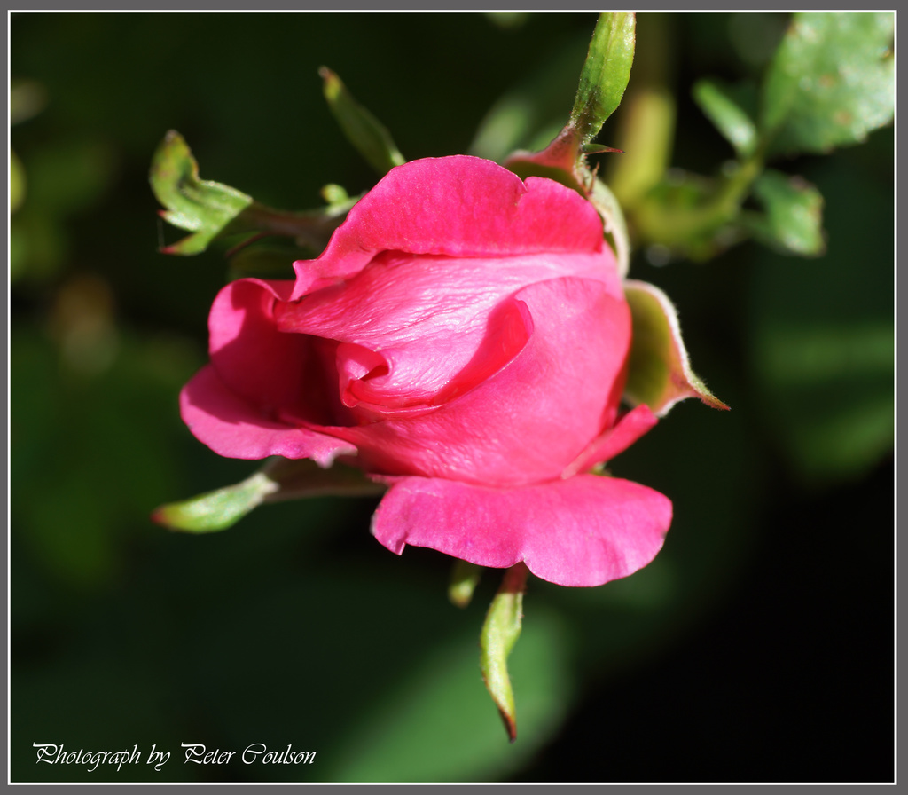 Miniature Rose by pcoulson