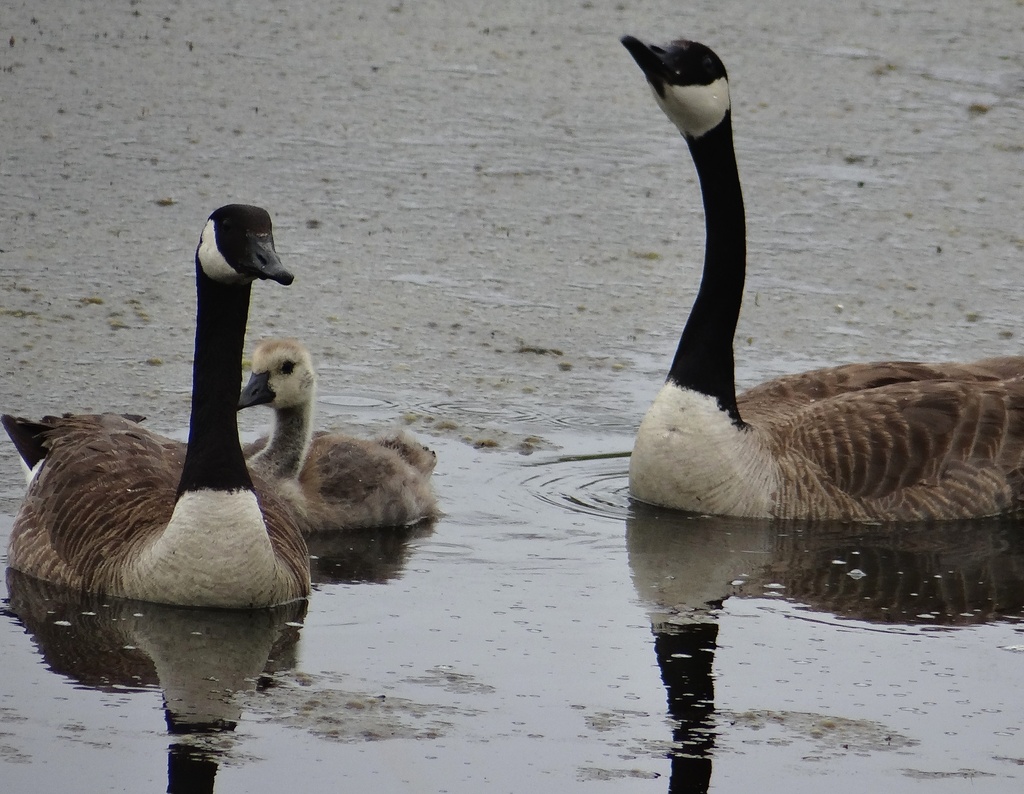 Canada Goose family by annepann