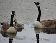 12th Jun 2014 - Canada Goose family