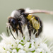Woodland bee - 12-06 by barrowlane