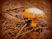 12th Jun 2014 - Mushroom