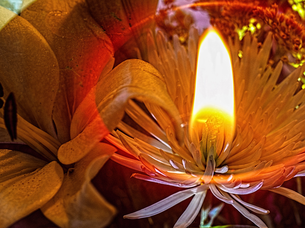 Candle and Flowers by tosee