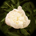 Antique Peony by selkie